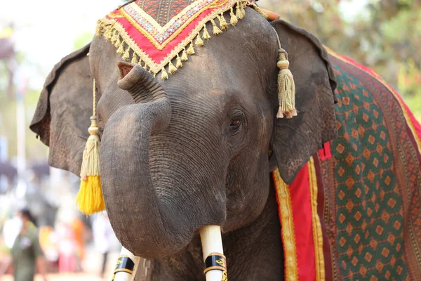 Portrait Elephant Mahout Forest — Stock Photo, Image