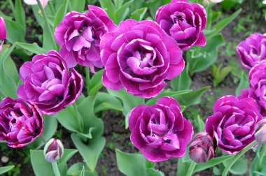 Parka Fleming bayrağı dikilmiş lalelerin örtüsü.