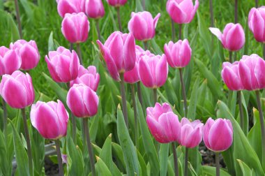 Parka Fleming bayrağı dikilmiş lalelerin örtüsü.