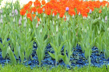 Parka yerleştirilmiş genişletilmemiş ve parlak kırmızı laleler.