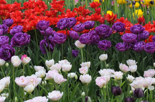 Parka Fleming bayrağı dikilmiş lalelerin örtüsü.