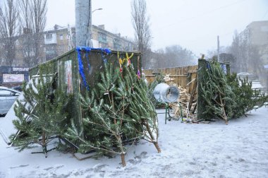 Pines and Spruces açık hava tezgahında satışa sunuluyor. Yeni yıl için hazırlanıyorum. Kyiv, Ukrayna