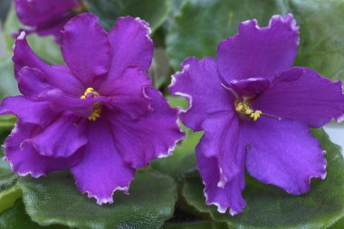 Mor menekşelerin yakın çekimi bulanık bir arkaplanda çiçek açar.