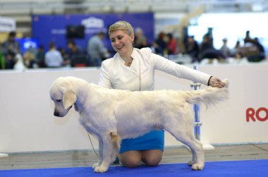 Sahibi, Golden Retriever cinsi bir köpeği rengini ve oranını tahmin ettiği için tutuyor.