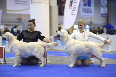 Golden Retriever 'ın köpeklerini tutan iki kadın sahibi renklerini ve oranlarını tahmin etmek için köpek yetiştiriyor.