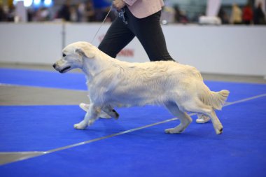 Golden Retriever cinsinin şirin köpeği ringde koşuyor.