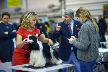 Sahibi, Amerikan cocker spanyel cinsi bir köpeği tutarken aynı zamanda rengini ve oranını tahmin ediyor.