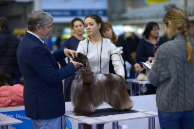 Sahibi, Amerikan cocker spanyel cinsi bir köpeği tutarken aynı zamanda rengini ve oranını tahmin ediyor.