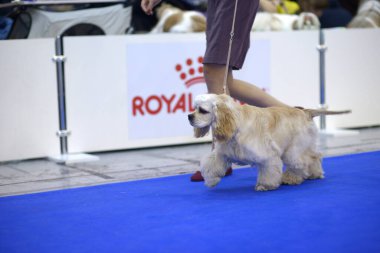 Amerikan cocker spaniel cinsinin şirin köpeği ringde koşuyor. Büyük Köpek Şov-2019