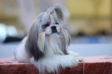 Shih Tzu cinsinin şirin köpekleri oturuyor.
