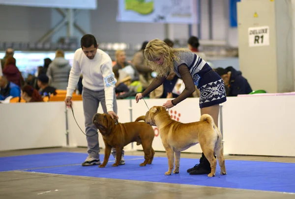 Proprietari con cani di razza shar pei in piedi su un anello per valutare il colore e le proporzioni degli animali domestici — Foto Stock