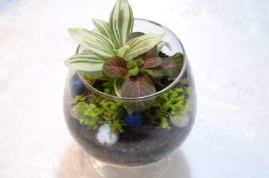 Masaya konmuş menekşenin yakın plan görüntüsü.