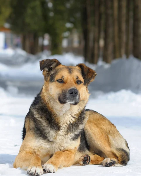 Stray Dog Lying Snow Footpath City Park — Stock Photo, Image