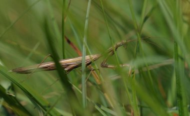 Avrupa peygamber devesi ya da peygamberdevesi, peygamberdevesi dini, çayırlarda sürünerek avını, tarlasını arıyor..