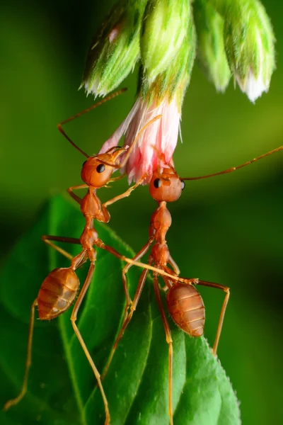 Czerwonych mrówek — Zdjęcie stockowe