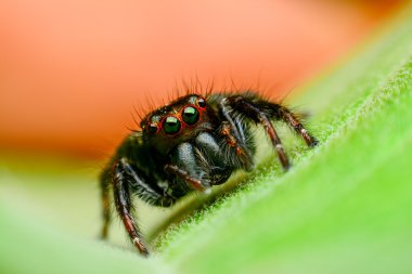 yeşil yaprak örümcek atlama.