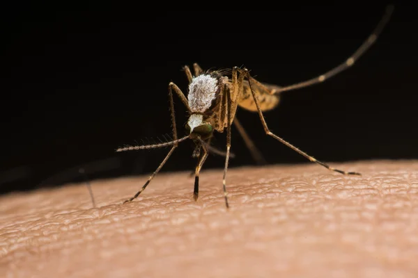 Mosquito em uma mão humana sugando sangue — Fotografia de Stock