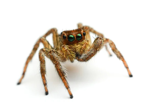 Aranha saltitante — Fotografia de Stock