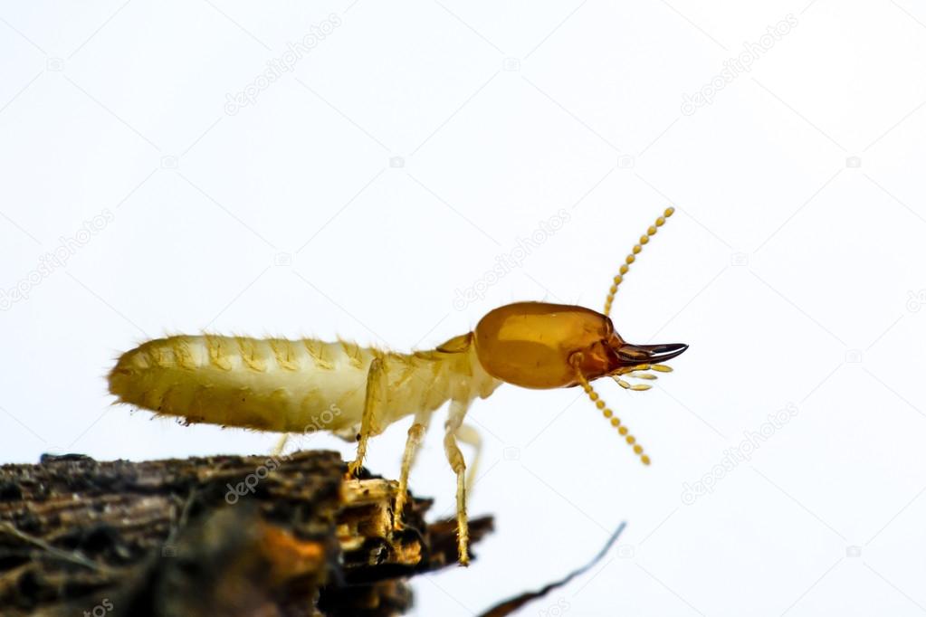 Termite