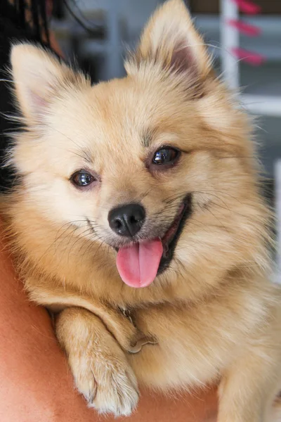 En ren bred hund med fluffiga päls — Stockfoto