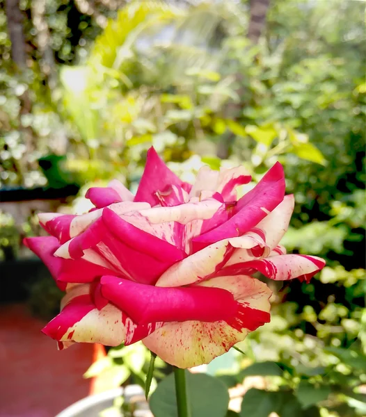 Velvet rose w ogrodzie — Zdjęcie stockowe