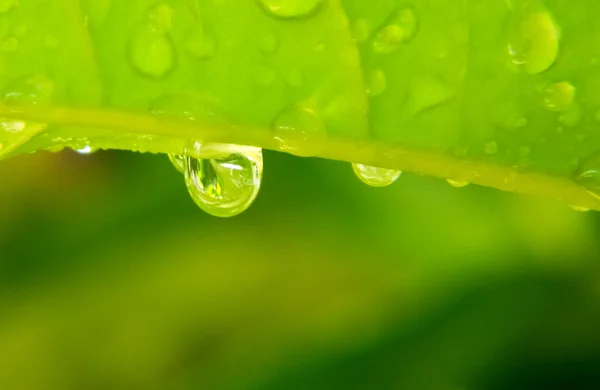 küçük su damla yaprak yeşil