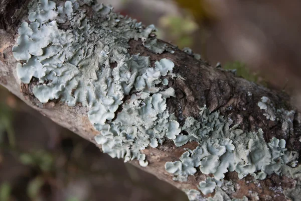 Ağaç dalı tarihinde mantarlar