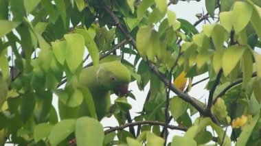 ağaç üstünde papağan