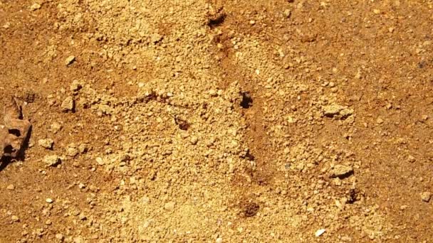 Colonie de fourmis dans la journée brillante — Video