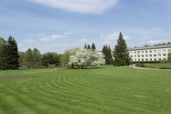 Blühender Apfelbaum im botanischen Garten lizenzfreie Stockbilder