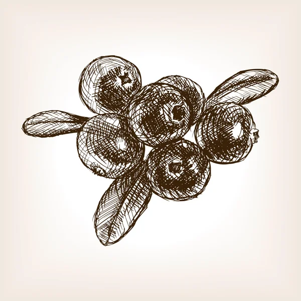 Vecteur de croquis dessiné à la main aux fruits de canneberge — Image vectorielle