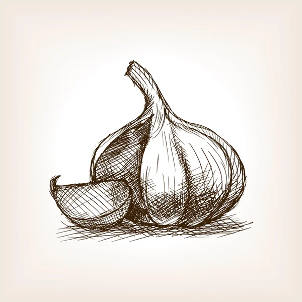 Garlic sketch style vector illustration — Stock Vector