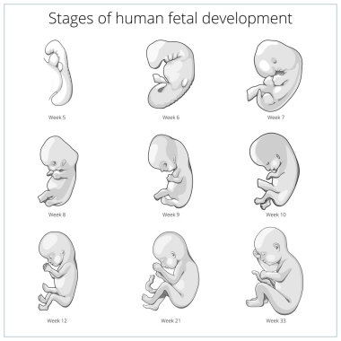 İnsan fetal gelişim şematik vektör aşamaları