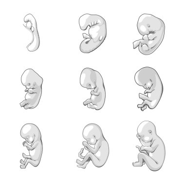 Stages of human fetal development schematic vector clipart