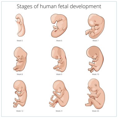İnsan fetal gelişim şematik vektör aşamaları