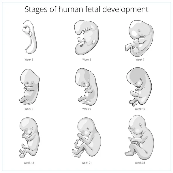 Estágios do desenvolvimento fetal humano vetor esquemático —  Vetores de Stock