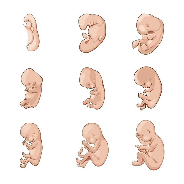 Etapas del vector esquemático del desarrollo fetal humano — Archivo Imágenes Vectoriales