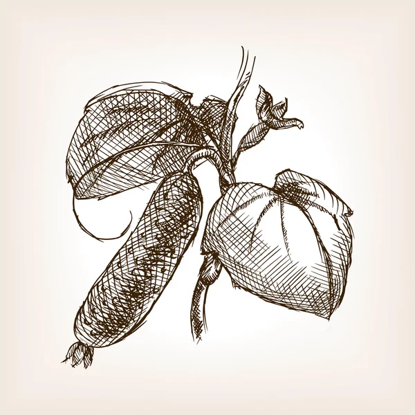 Огурец растительный ручной рисунок вектор стиля эскиза — стоковый вектор