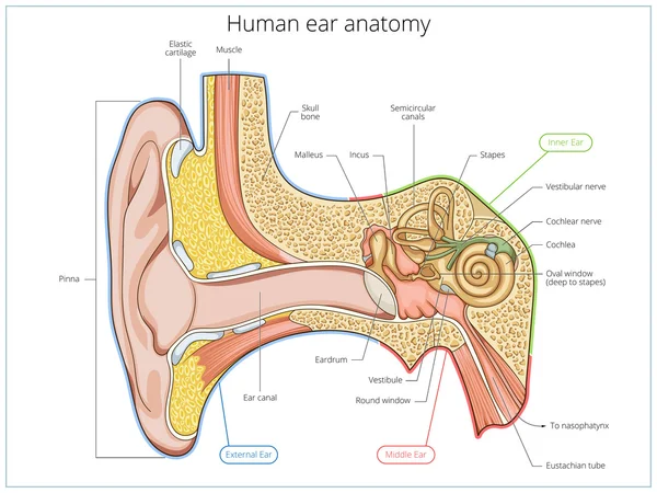 인간의 귀 구조 의료 교육 벡터 — 스톡 벡터