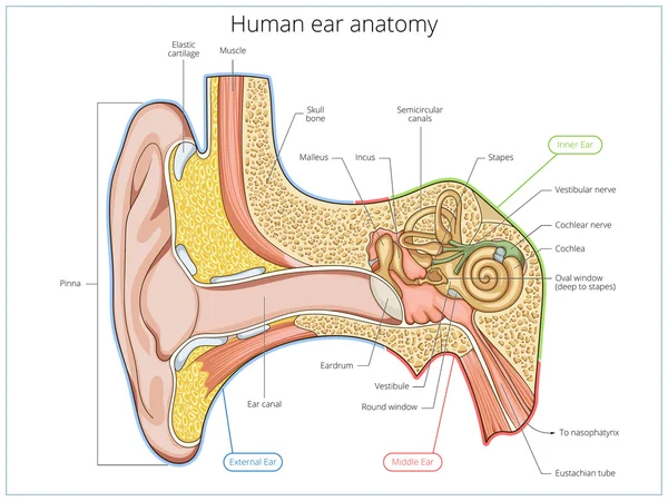 人耳结构医学教育媒介 — 图库矢量图片