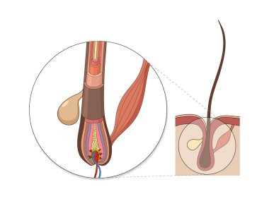 Hair structure medical educational vector clipart