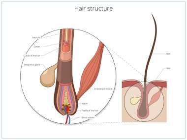 Hair structure medical educational vector clipart