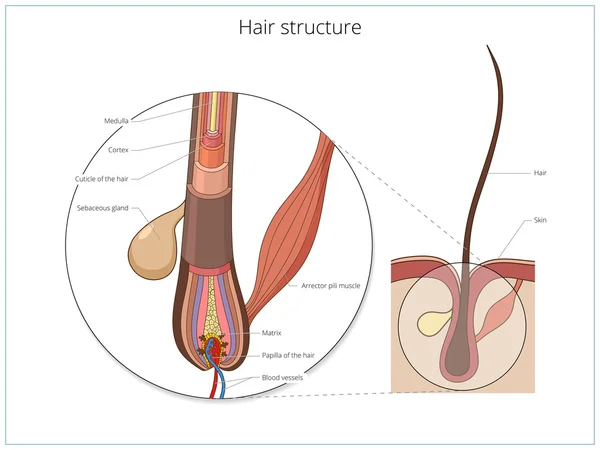 Структура волос — стоковый вектор