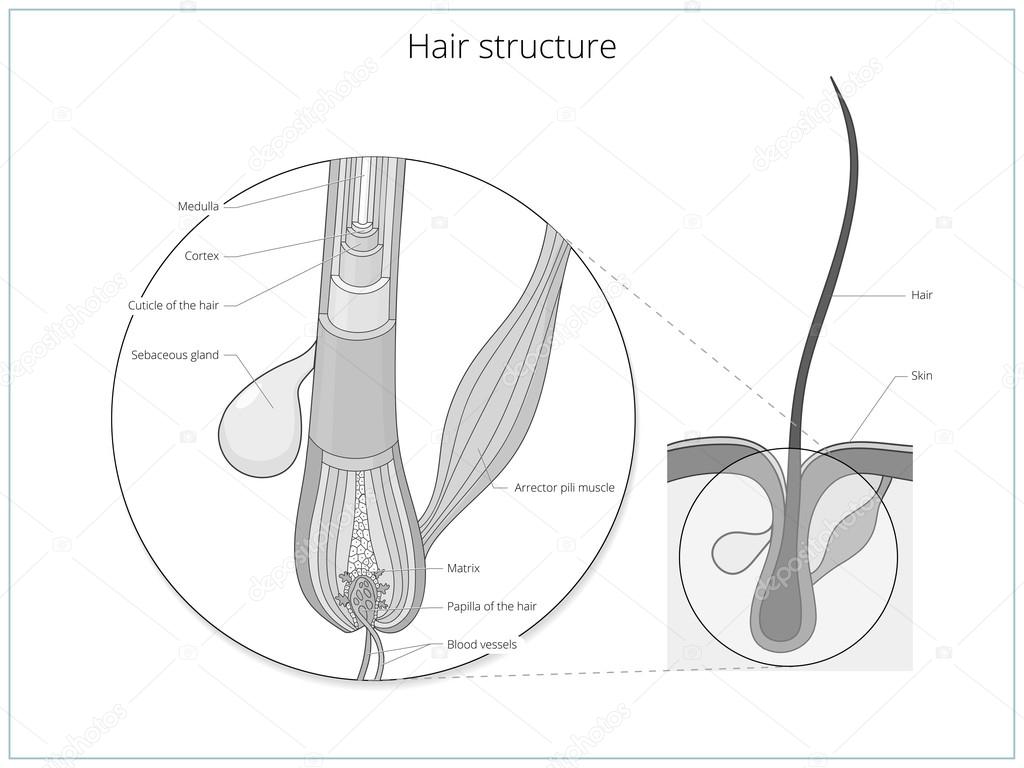 haarstructuur