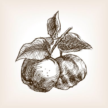 Ayva el çizim tarzı vektör çizilmiş