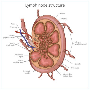 Lymph node structure medical educational vector