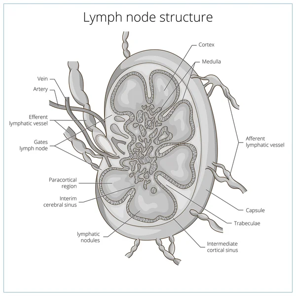 Lymph node structure medical educational vector — Stockový vektor