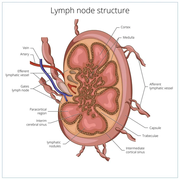 Lymph node structure medical educational vector — 图库矢量图片