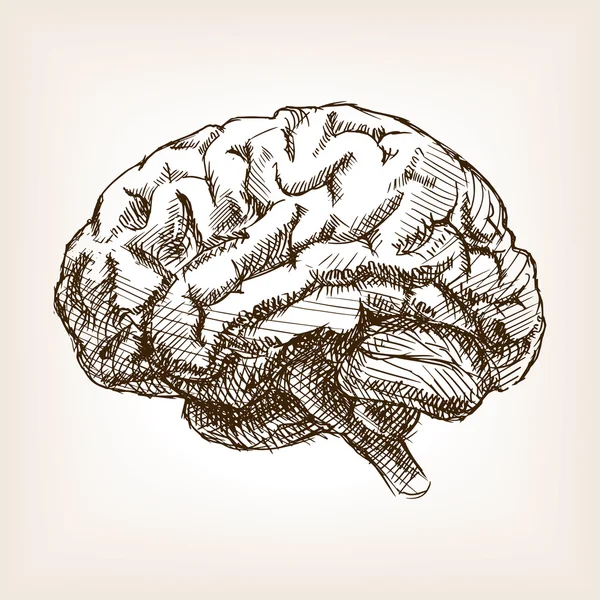 Ilustración del vector de estilo de boceto cerebral humano — Vector de stock