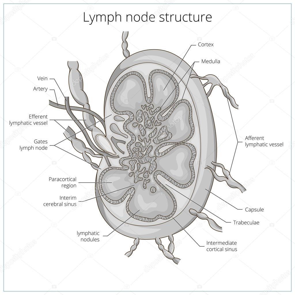 Simple Drawing Sketch Of Lymph Node for Kindergarten